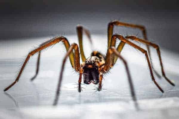 how to get rid of spiders in house