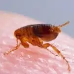 How To Get Rid Of Fleas In The House