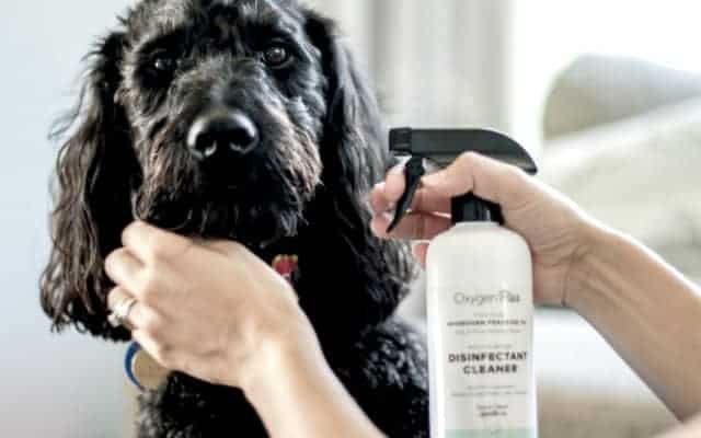 How To Get Rid Of Skunk Smell On Dog