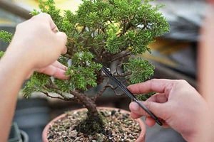 bonsai tree care guide