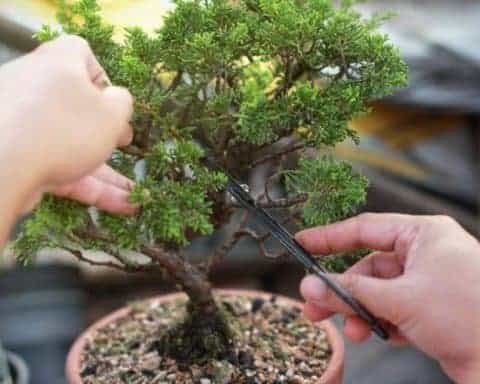 bonsai tree care guide
