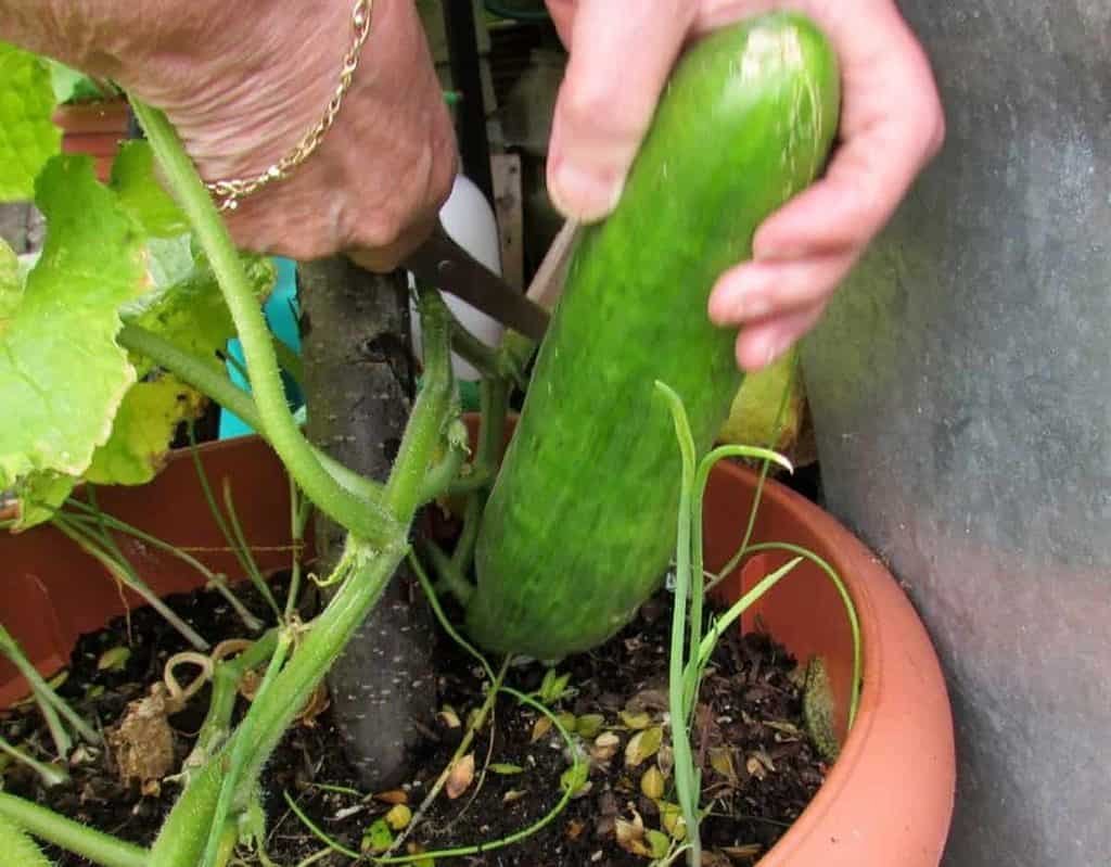 growing Cucumbers In a Pot