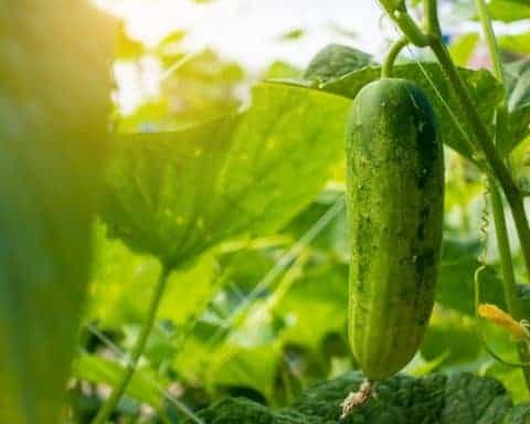 growing Cucumbers In a Pot