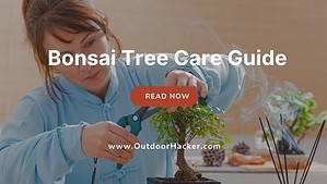 Bonsai Tree Care Guide