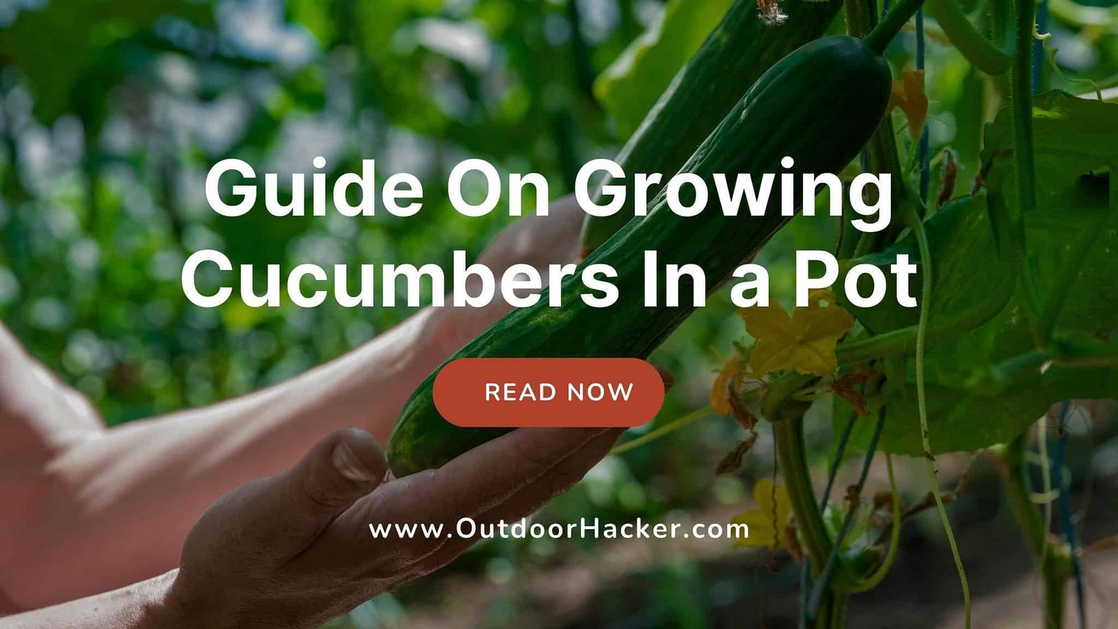 Growing Cucumbers In a Pot