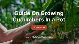 Growing Cucumbers In a Pot