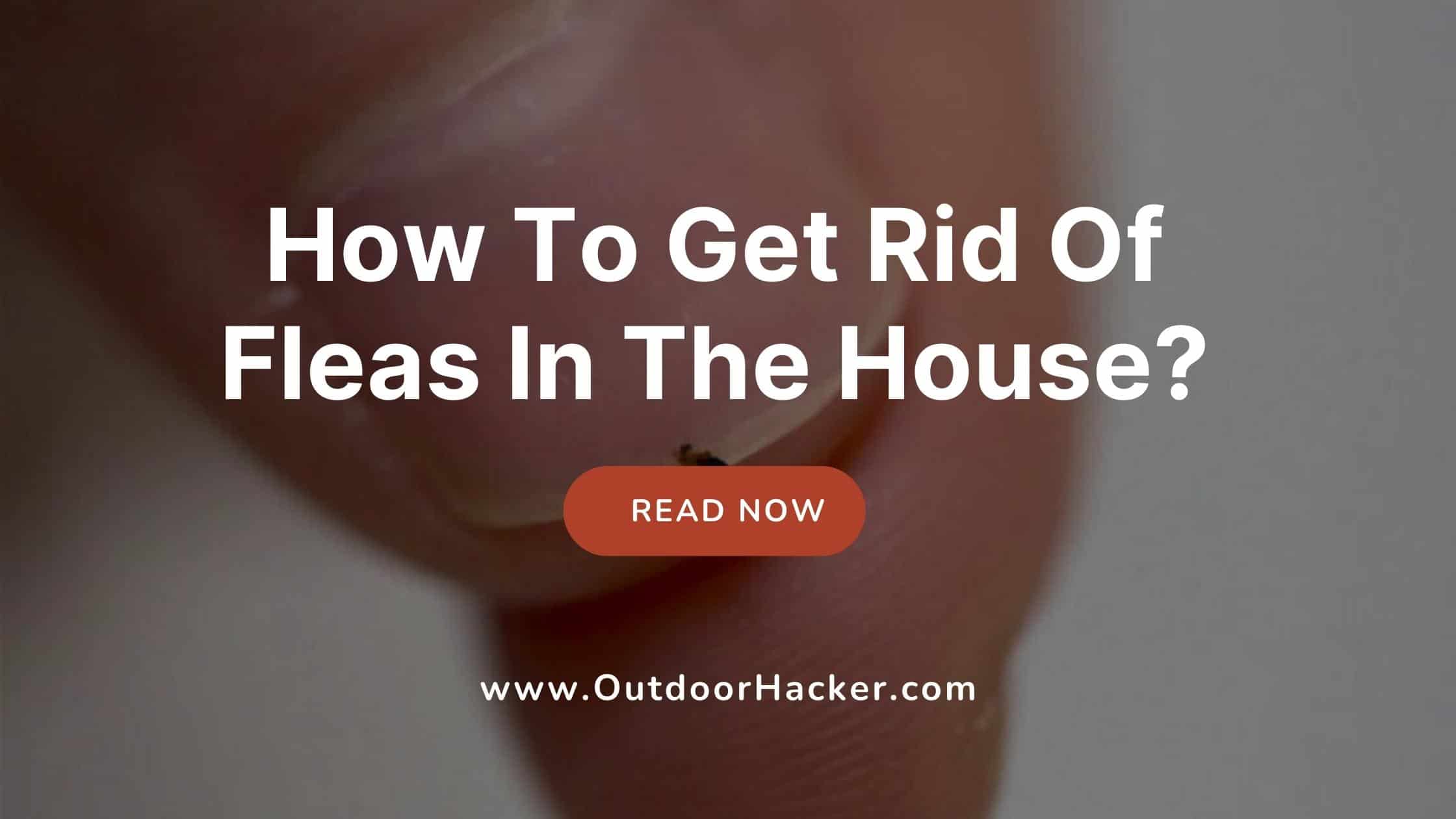 How To Get Rid Of Fleas In The House