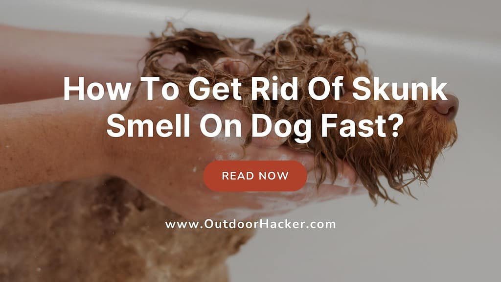 How To Get Rid Of Skunk Smell On Dog Fast