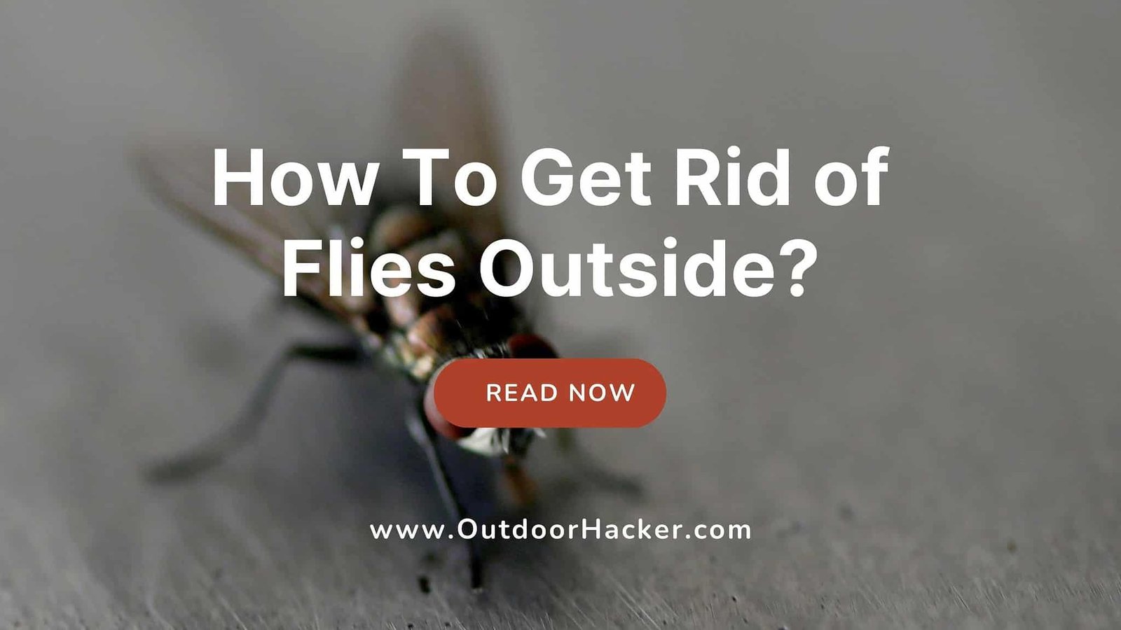 How To Get Rid of Flies Outside