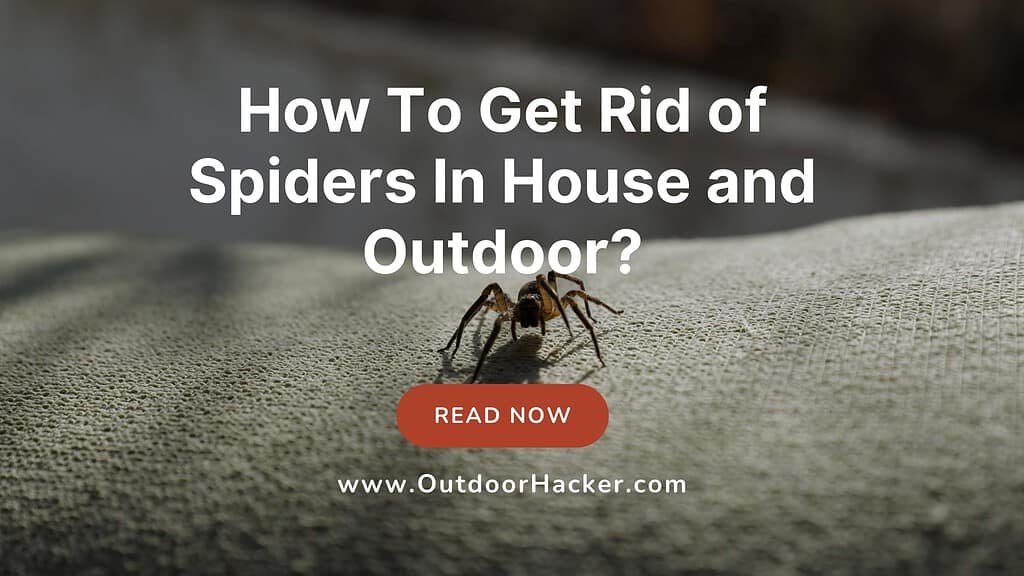 How To Get Rid of Spiders In House and Outdoor