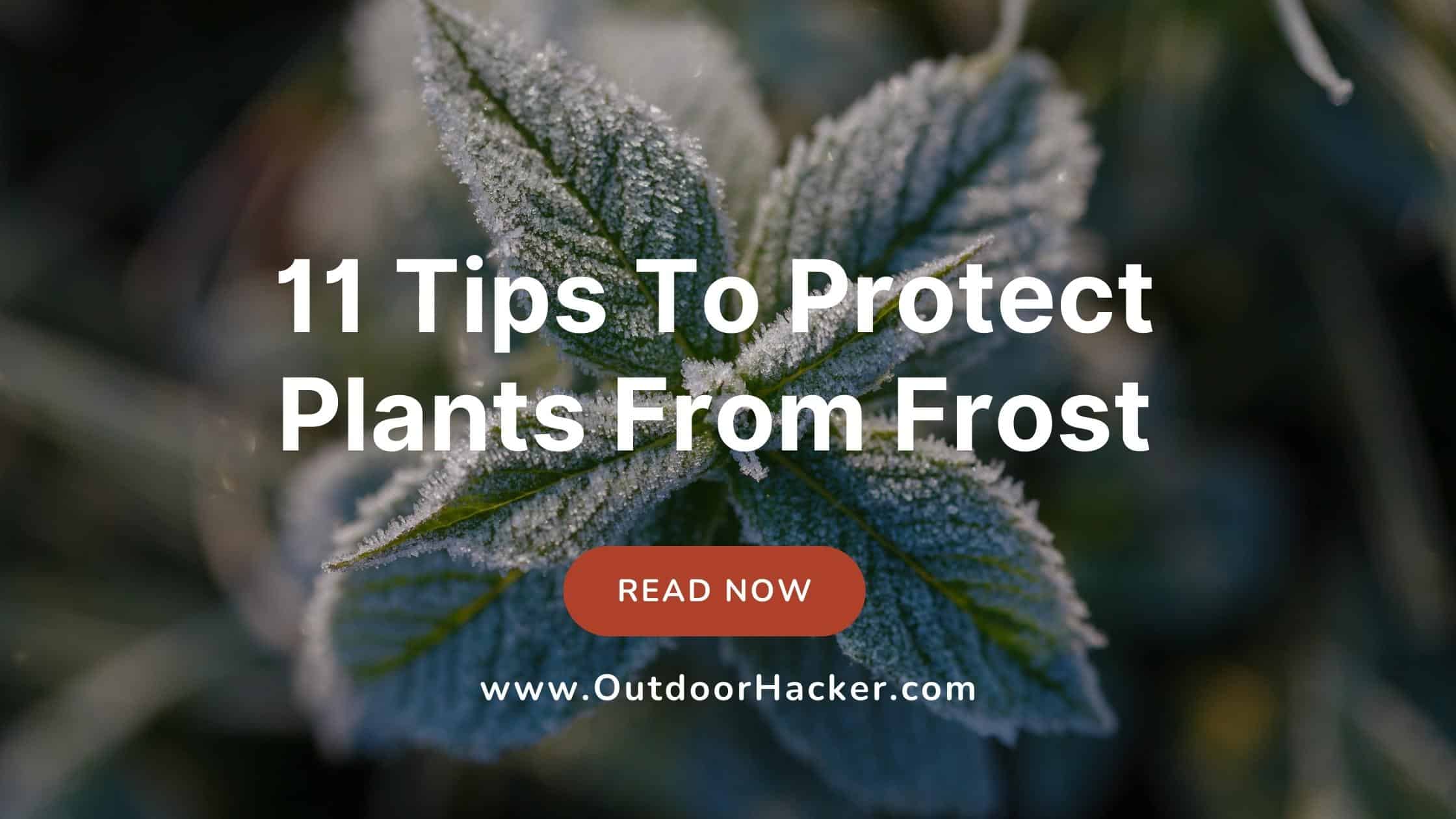 How To Protect Plants From Frost