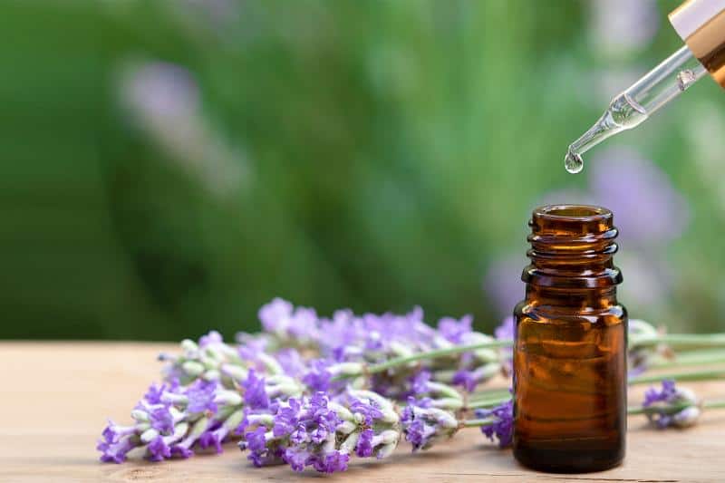 essential oils to repel flea