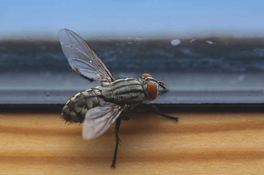 Get Rid of Flies outside