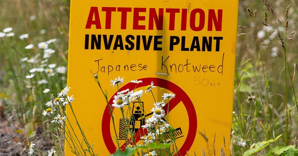 Invasive Plants control tips