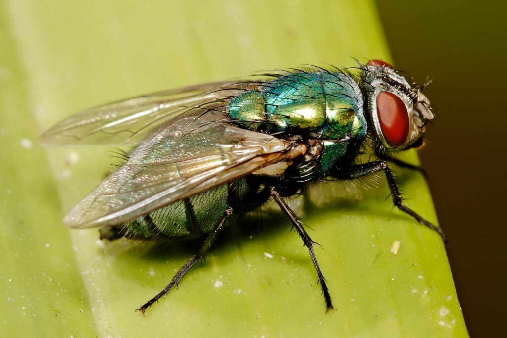 most common flies in USA
