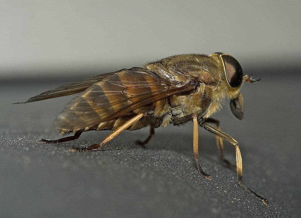 most common flies in USA