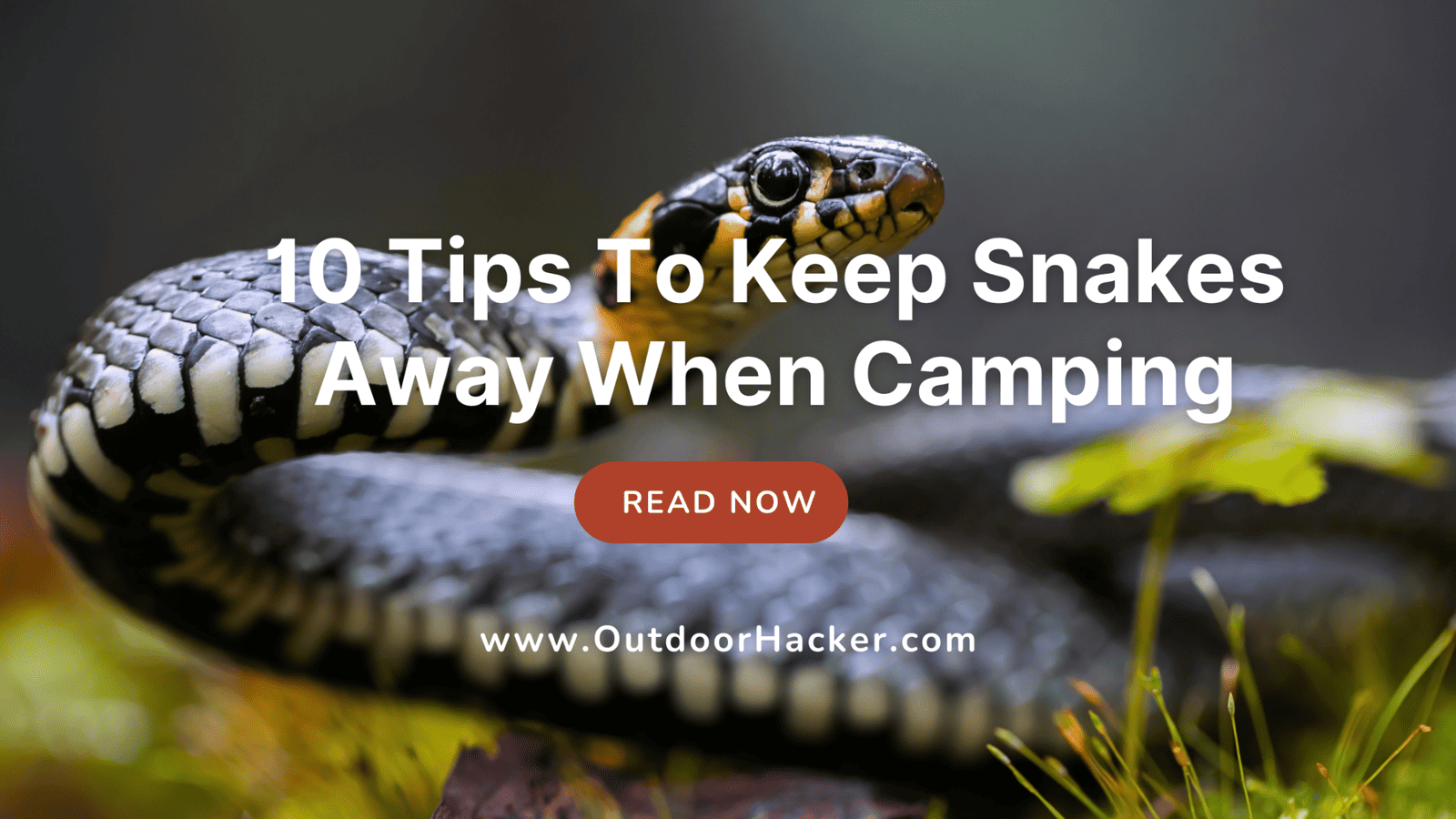 How Can We Keep Snakes Away When Camping