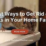 Best Ways to Get Rid of Rats in Your Home Fast