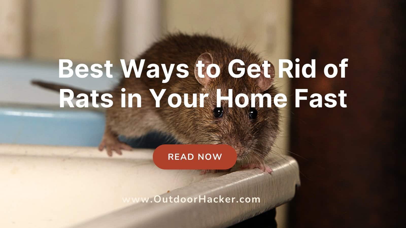 Best Ways to Get Rid of Rats in Your Home Fast
