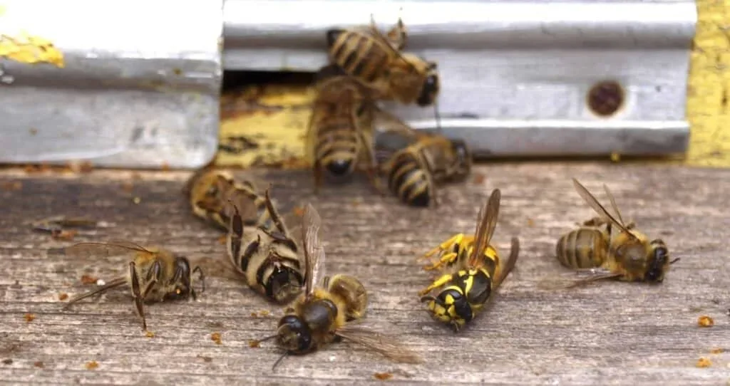 Beekeeping Challenges