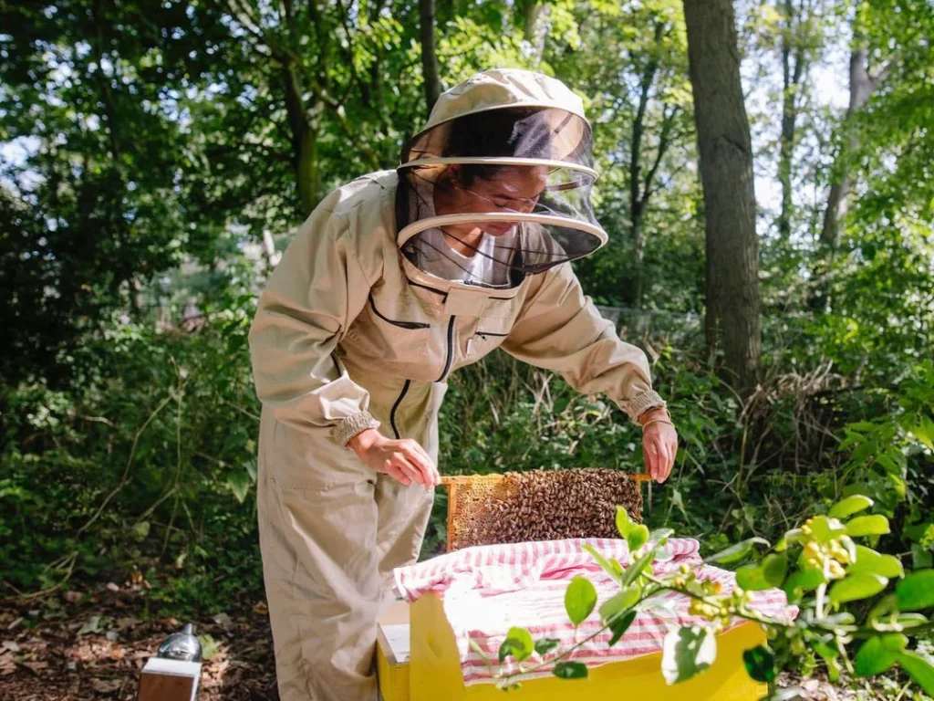 Beekeeping starter kit