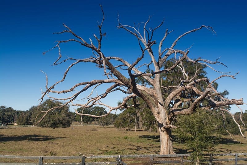 Sustainable Firewood Gathering