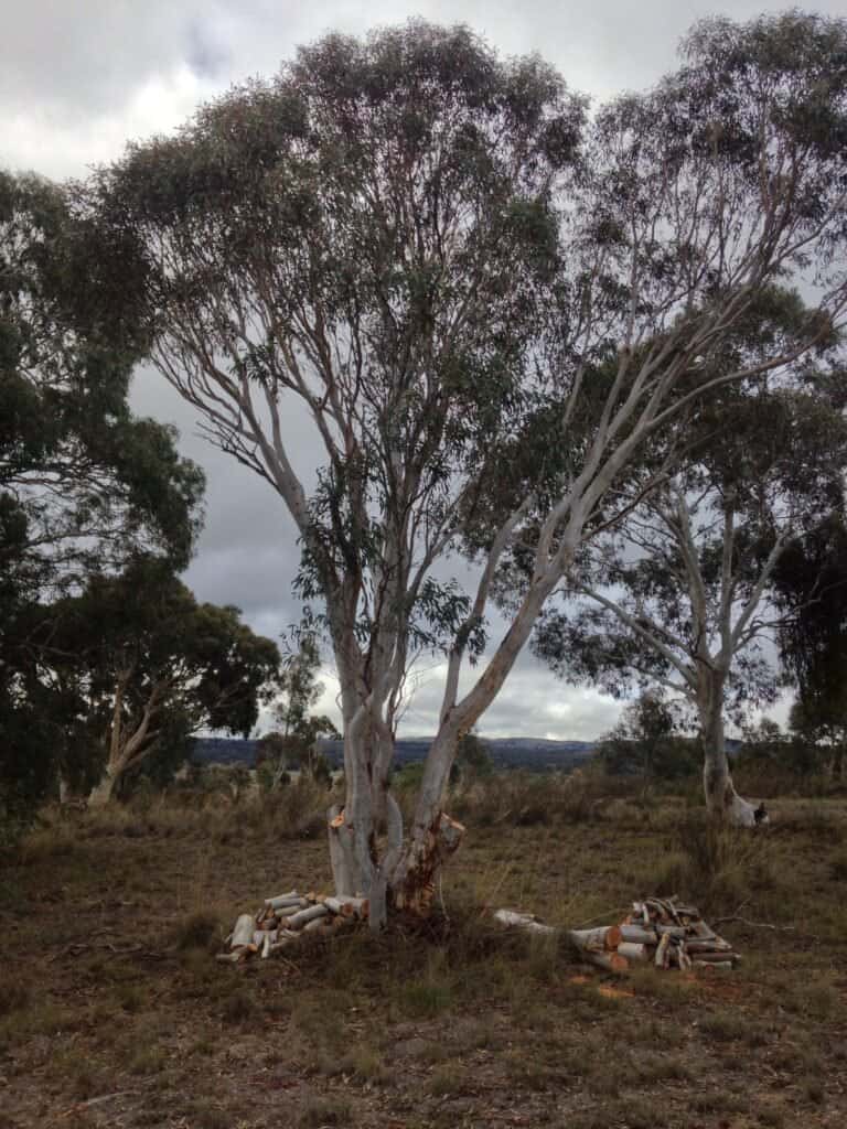 Sustainable Firewood Gathering