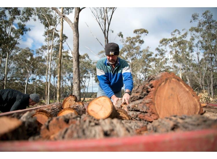 Sustainable Firewood Gathering