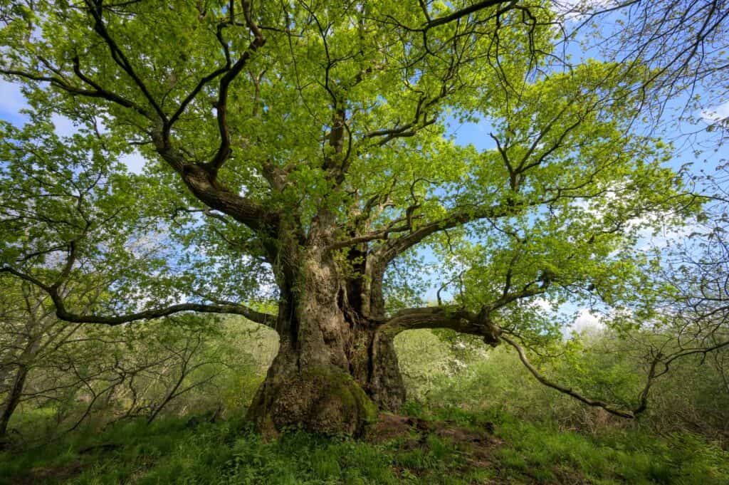 Signs of Overgrown Trees2